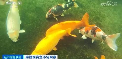 廣東觀賞魚養(yǎng)殖基地有哪些品種（廣東常見的觀賞魚品種）