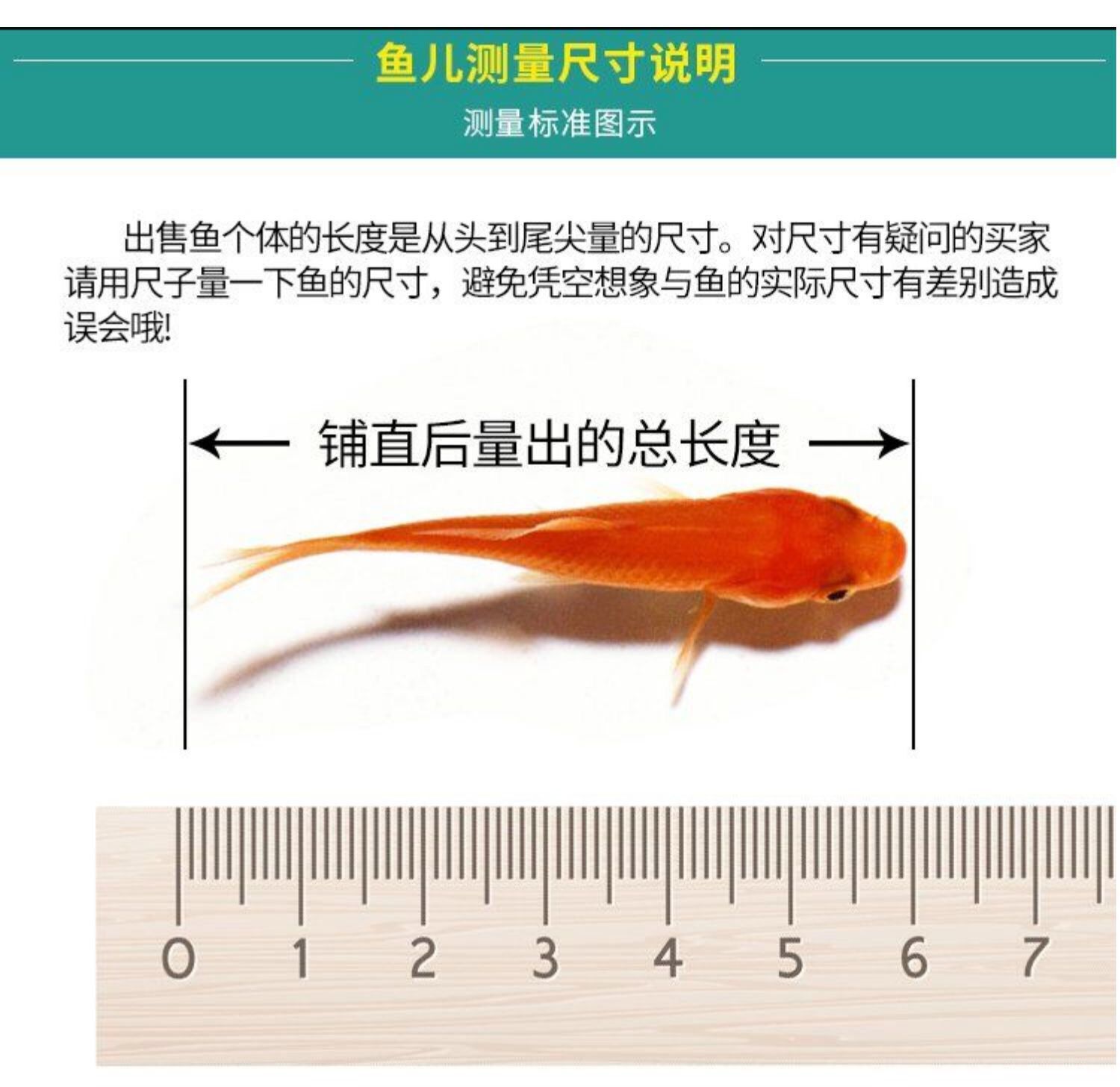 觀賞魚種類冷水魚和熱水魚哪個好養(yǎng)（“冷水魚”和“熱水魚”的養(yǎng)護(hù)秘籍對于新手來說可能更具挑戰(zhàn)性） 黑桃A魚 第4張