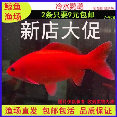 觀賞魚種類冷水魚和熱水魚哪個好養(yǎng)（“冷水魚”和“熱水魚”的養(yǎng)護(hù)秘籍對于新手來說可能更具挑戰(zhàn)性） 黑桃A魚 第3張