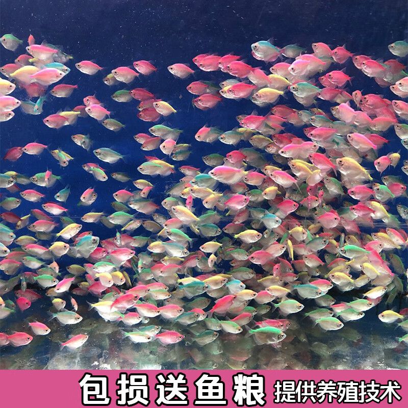 觀賞魚群游排名（群游觀賞魚的種類） 朱巴利魚苗 第4張