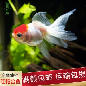 關(guān)于觀(guān)賞魚(yú)的詩(shī)（世界觀(guān)賞魚(yú)的多樣性觀(guān)賞魚(yú)不僅僅是中國(guó)的獨(dú)有文化）