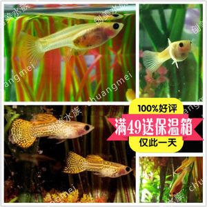 觀賞魚好評(píng)（如何挑選健康的觀賞魚） 大白鯊魚 第1張