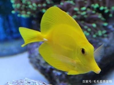 海南觀賞魚場有哪些品種（海南觀賞魚品種：血鸚鵡的養(yǎng)殖與繁育血鸚鵡的養(yǎng)殖策略）