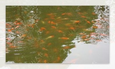 公園的觀賞魚可以吃嗎有毒嗎（公園中的觀賞魚可以食用嗎？） 藍帆三間魚 第4張