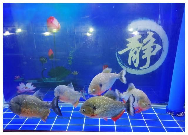 觀賞魚店鋪介紹文案范文（北京星辰觀賞魚培訓(xùn)） 國產(chǎn)元寶鳳凰魚 第2張