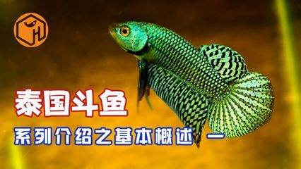 觀賞魚店鋪介紹文案范文（北京星辰觀賞魚培訓(xùn)） 國產(chǎn)元寶鳳凰魚 第1張