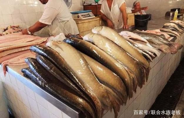 觀賞魚能吃嗎？（觀賞魚可以吃嗎？） 海象魚 第3張