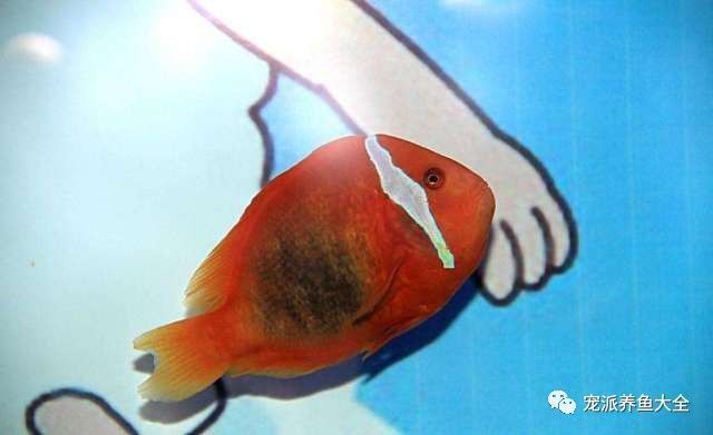 觀賞魚能吃嗎？（觀賞魚可以吃嗎？） 海象魚 第1張