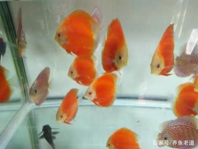 高檔觀賞魚有哪些品種（常見的高檔觀賞魚品種） 細(xì)線銀板魚苗 第1張