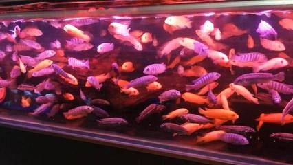 廣東觀賞魚批發(fā)（廣東多個觀賞魚批發(fā)市場） 三間鼠魚 第4張