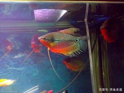 觀賞魚能吃不？（觀賞魚可以吃嗎？） 紅化白子銀龍 第4張