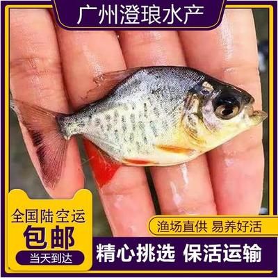 廣州觀賞魚養(yǎng)殖基地有哪些品種（廣州熱帶觀賞魚養(yǎng)殖基地） 龍鳳鯉魚 第4張