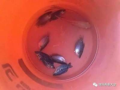 觀賞魚不動了怎么辦（觀賞魚不動怎么辦？） 水族主題相關(guān) 第2張