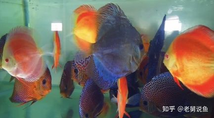 吃觀賞魚糞便的魚（清道夫魚的基本特征和習(xí)性）