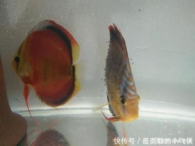 吃觀賞魚糞便的魚（清道夫魚的基本特征和習(xí)性）