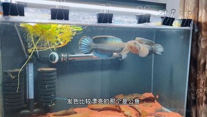 鬼王雷龍什么時候發(fā)色（鬼王雷龍的發(fā)色） 龍魚專用燈 第1張