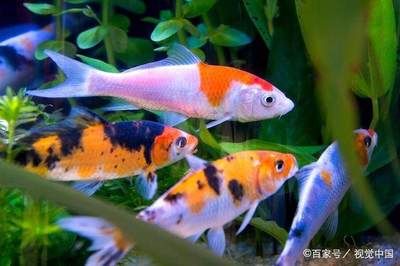 觀賞魚(yú)突然死亡是什么原因呢（觀賞魚(yú)死亡的六個(gè)原因）