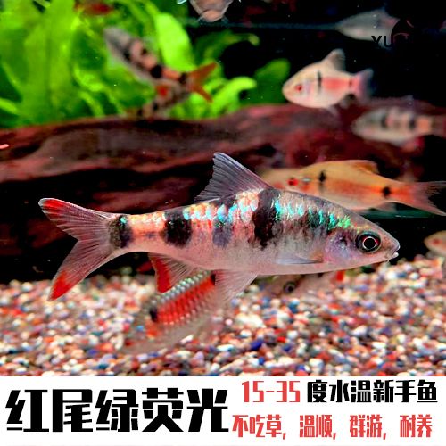 黑色大型觀賞魚品種（黑色大型觀賞魚品種介紹） 赤焰中國(guó)虎魚 第4張