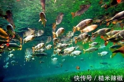 比較罕見的觀賞魚種類（探討罕見的觀賞魚種類） 海水魚 第4張