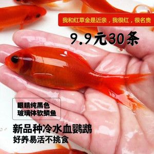 純黑色觀賞魚有哪些（純黑色的觀賞魚的種類和特點(diǎn)） 祥龍金禾金龍魚 第1張