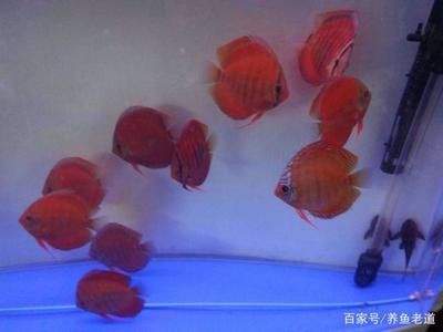 觀賞魚售賣平臺有哪些（如何選擇觀賞魚售賣平臺）