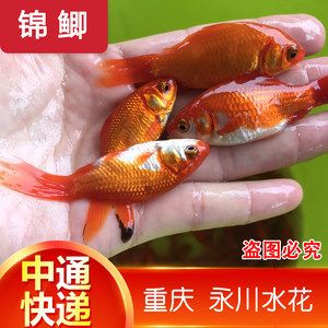 花草觀賞魚苗現(xiàn)在哪賣（淘寶京東jd.com花草觀賞魚養(yǎng)護秘籍） 電鰻 第2張