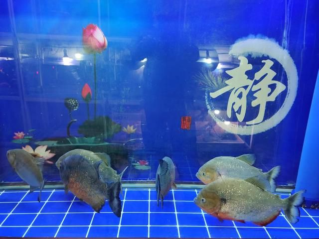 觀賞魚公司口號(hào)怎么寫（如何為觀賞魚公司撰寫口號(hào)？） 祥龍水族濾材/器材 第1張