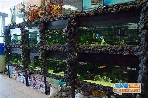 觀賞魚加盟店商機（觀賞魚加盟店怎么樣） 黃金招財貓魚 第1張