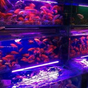 觀賞魚加盟店商機（觀賞魚加盟店怎么樣） 黃金招財貓魚 第3張