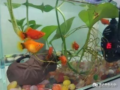 好看的小型觀賞魚(yú)有哪些（中小型觀賞魚(yú)的起源與演變）