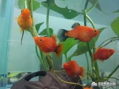 好看的小型觀賞魚(yú)有哪些（中小型觀賞魚(yú)的起源與演變）