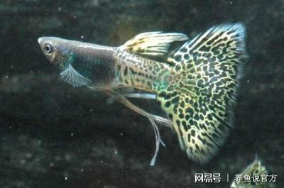 高價觀賞魚品種排名前十名（世界十大名貴觀賞魚排行榜:十大名貴觀賞魚排行榜） 武吉美拉金龍魚 第4張