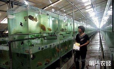 高價觀賞魚品種排名前十名（世界十大名貴觀賞魚排行榜:十大名貴觀賞魚排行榜） 武吉美拉金龍魚 第1張