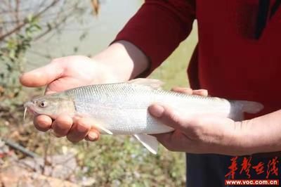 海南海水觀賞魚好養(yǎng)嗎視頻（海水觀賞魚的養(yǎng)護(hù)秘籍） 恐龍王魚 第1張