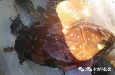 赤點石斑魚（赤點石斑魚是一種經(jīng)濟價值較高的海洋魚類）