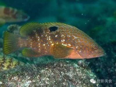 赤點石斑魚（赤點石斑魚是一種經(jīng)濟價值較高的海洋魚類）