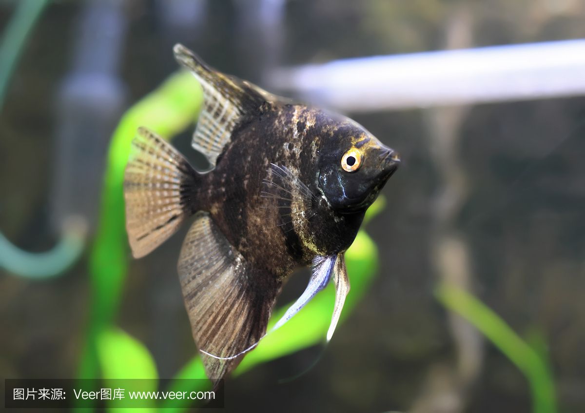 觀賞魚大的吃小魚嗎（大型觀賞魚會(huì)捕食小型觀賞魚的自然行為和飼養(yǎng)行為和飼養(yǎng)） 水族品牌 第2張