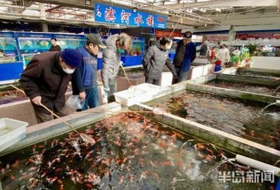 觀賞魚 市場（2023年觀賞魚市場分析報告）