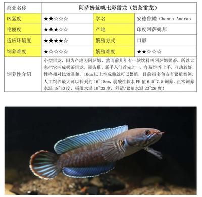 觀賞魚店鋪介紹怎么寫文案（廣州觀賞魚店鋪logo店鋪介紹寫作指南 ）