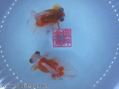 觀賞魚購(gòu)買平臺(tái)推薦（觀賞魚交易市場(chǎng)分析觀賞魚交易市場(chǎng)分析觀賞魚養(yǎng)護(hù)秘籍） 豹紋夫魚苗 第3張