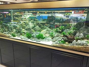 觀賞魚店加盟排行榜前十名品牌（河南喜明金魚錦鯉養(yǎng)殖基地觀賞魚養(yǎng)殖基地位于南陽市） 孵化器 第1張