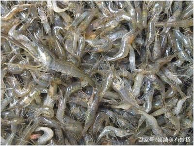 白魚觀賞魚是什么魚種的混養(yǎng)（白魚觀賞魚的混養(yǎng)規(guī)則：熱帶魚混養(yǎng)規(guī)則熱帶魚混養(yǎng)規(guī)則） 祥龍赫舞紅龍魚 第2張