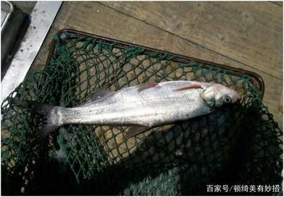 白魚觀賞魚是什么魚種的混養(yǎng)（白魚觀賞魚的混養(yǎng)規(guī)則：熱帶魚混養(yǎng)規(guī)則熱帶魚混養(yǎng)規(guī)則） 祥龍赫舞紅龍魚 第1張