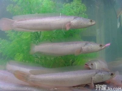 白色的觀賞魚有哪些品種好養(yǎng)（小型白色觀賞魚品種推薦） 大日玉鯖魚 第1張