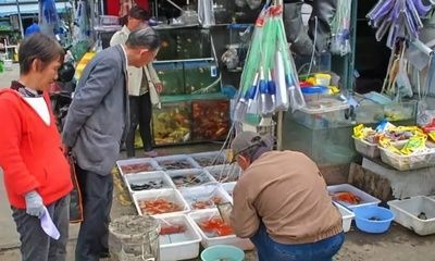 擺攤賣觀賞魚掙錢嗎（如何在小店上銷售觀賞魚？） 豹紋夫魚苗 第1張