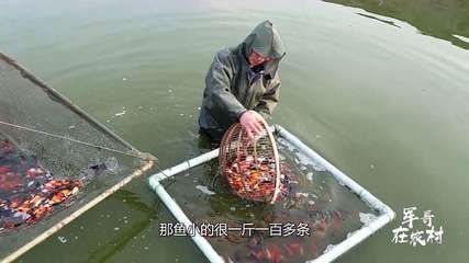 擺攤賣觀賞魚掙錢嗎（如何在小店上銷售觀賞魚？） 豹紋夫魚苗 第3張