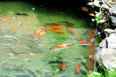 觀賞魚水池（庭院生態(tài)魚池的diy指南） 造景/裝飾 第4張