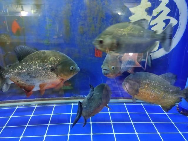 觀賞魚小魚多久喂一次食（每天3-4次觀賞魚喂食小觀賞魚需注意以下幾點(diǎn)） 充氧泵 第4張