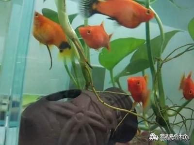 觀賞魚小魚多久喂一次食（每天3-4次觀賞魚喂食小觀賞魚需注意以下幾點(diǎn)） 充氧泵 第3張