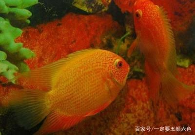 觀賞魚(yú)的溫度在多少度最好（觀賞魚(yú)的最佳飼養(yǎng)溫度適應(yīng)性是養(yǎng)魚(yú)的重要環(huán)節(jié)觀賞魚(yú)的重要性） 飛鳳魚(yú)苗 第1張